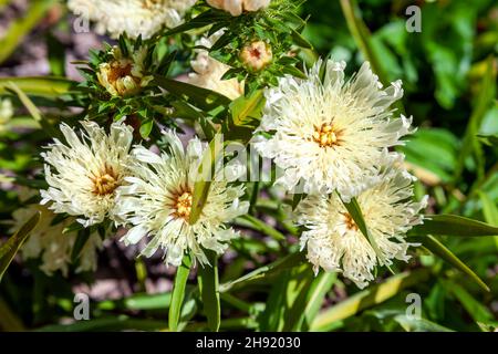 Stokesia laevis 'Mary Gregory' una pianta di fioritura autunnale estiva con un fiore di estate giallo crema comunemente noto come Astro di Stoke, foto di scorta Foto Stock