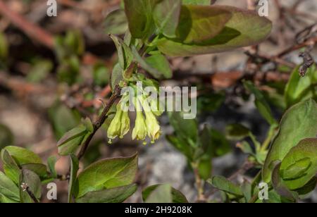 Miele bianco, Lonicera caerulea in fiore nelle Alpi italiane. Foto Stock