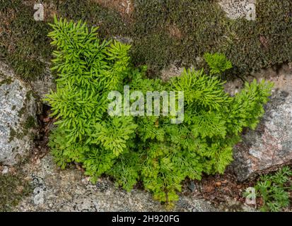 Felce di prezzemolo, Cryptogramma crispa, con fronde fertili e sterili in crevice in roccia acida. Foto Stock