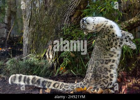 Snow leopard primo piano ritratto che ti guarda Foto Stock