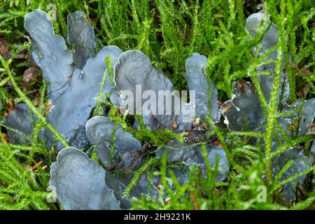 Lichen cane comune (Peltigera membranacea) che cresce tra muschio su brughiera sabbiosa in Surrey, Inghilterra, Regno Unito Foto Stock