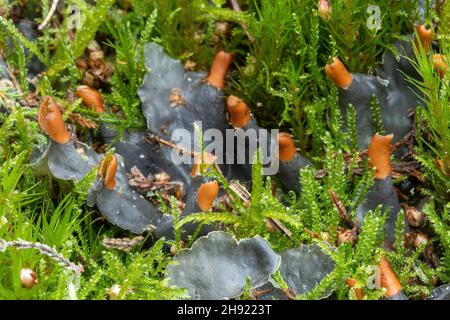 Lichen cane comune (Peltigera membranacea) con i corpi fruttificanti che crescono tra muschio su brughiera sabbiosa in Surrey, Inghilterra, Regno Unito Foto Stock