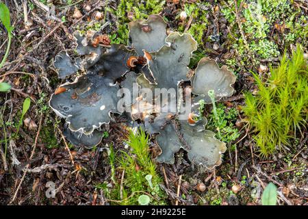 Lichen cane comune (Peltigera membranacea) che cresce tra muschio su brughiera sabbiosa in Surrey, Inghilterra, Regno Unito Foto Stock