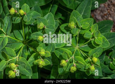 Irish Spurge, Euphorbia hyberna, primo piano di cratte e frutta. Foto Stock