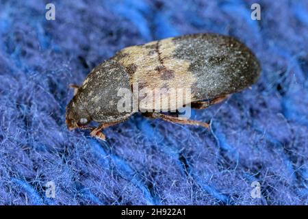 Dermestes lardarius, comunemente noto come il coleottero di larice della famiglia Dermestidae un coleotteri della pelle. Foto Stock