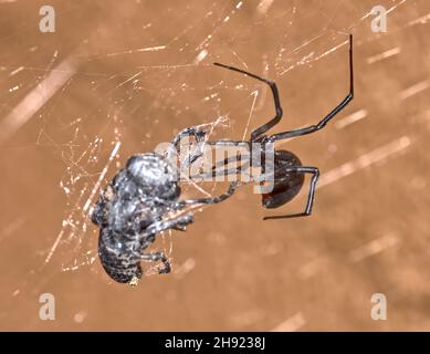 Un veleno Black Widow Spider nativo dell'Arizona che avvolge un'impotente Fly nel suo web prima di nutrirsi in preda. Foto Stock