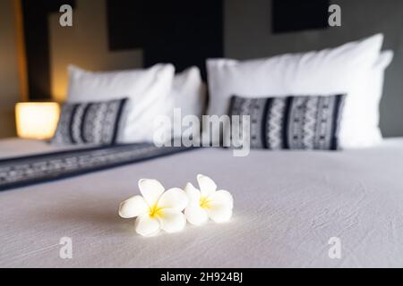 Frangipani flower o LAN Thom in Thailandia nome, è sulla camera da letto bianca king in hotel con la luce del mattino dalla camera esterna. Foto Stock