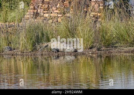 Coccodrillo al sole sulle rive di un lago di Ranthambore. Foto Stock