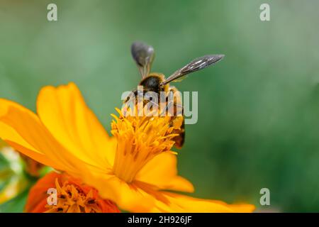 Ape di miele sul fiore del cosmo che ottiene il nettare da esso. Messa a fuoco selettiva utilizzata. Foto Stock