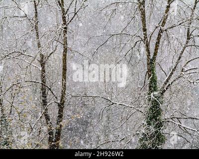 Paesaggio innevato con alberi a Matlock Bath nel Derbyshire Peak District Inghilterra Regno Unito Foto Stock