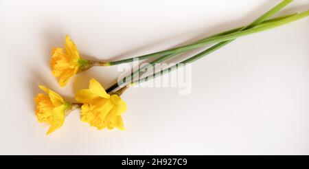 Tre fiori gialli di daffodil su bianco Foto Stock