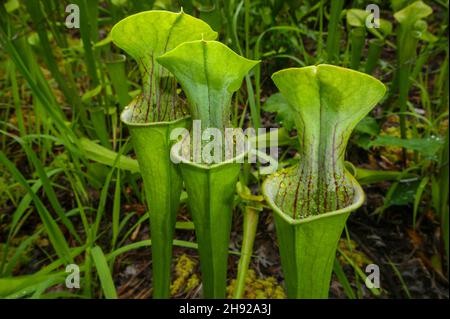 Tre caraffe della pianta di caraffa verde (Sarracenia oreophila) in habitat naturale, Alabama, USA Foto Stock