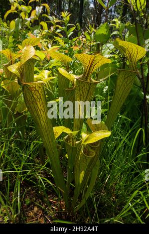 Pianta di caraffa verde (Sarracenia oreophila) in habitat naturale, Alabama, USA Foto Stock