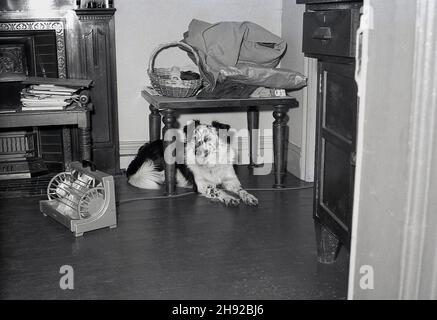 1959, storico, un cane collie che si trova sotto un tavolino in un ufficio, con le sue gambe anteriori sul cavo di un piccolo riscaldatore elettrico bar, Londra, Inghilterra, Regno Unito. Questi riscaldatori per piccoli spazi con una o due barre elettriche erano un sito comune negli uffici e nei luoghi di lavoro di quest'epoca, poiché erano portatili e potevano essere collegati ovunque. Foto Stock