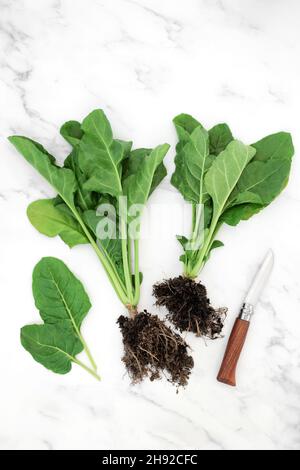 Piante di spinaci organici con palle di radice di suolo e foglie. Sistema immunitario che migliora il cibo sano molto alto in antiossidanti, vitamine e minerali su marmo Foto Stock