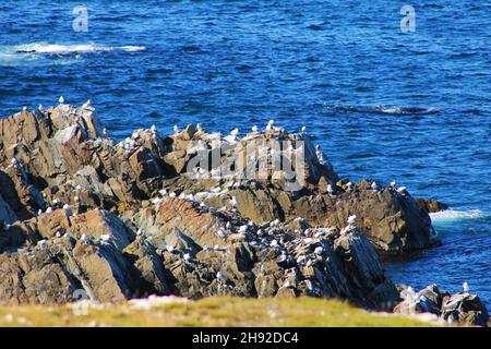 Un gregge di gabbiani sulle rocce, lungo la costa Foto Stock