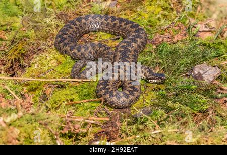 Adder serpente in erba nel primo piano primavera nella campagna in Scozia regno unito Foto Stock