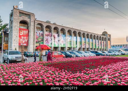 BISHKEK, KIRGHIZISTAN - 5 MAGGIO 2017: Tulipani sul viale Chuy a Bishkek, capitale del Kirghizistan. Foto Stock