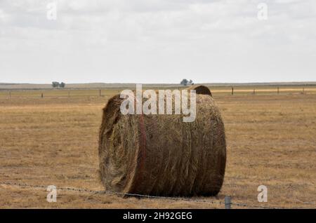 Balle di fieno arrotolate in un ampio tratto di terra rurale nel South Dakota. Foto Stock