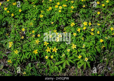 Molti delicati fiori gialli di Ranunculus repens pianta comunemente noto come il burattino strisciante, crowfoot strisciante o sitfast, in una foresta in un soleggiato Foto Stock