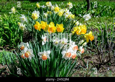 Gruppo di delicati fiori bianchi e gialli di naffodil in piena fioritura con erba verde sfocata, in un giardino di primavera soleggiato, bella floreale all'aperto b Foto Stock