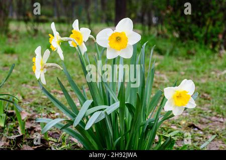 Gruppo di delicati fiori bianchi e gialli di naffodil in piena fioritura con erba verde sfocata, in un giardino di primavera soleggiato, bella floreale all'aperto b Foto Stock