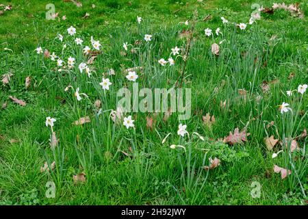 Gruppo di delicati fiori bianchi e gialli di naffodil in piena fioritura con erba verde sfocata, in un giardino di primavera soleggiato, bella floreale all'aperto b Foto Stock