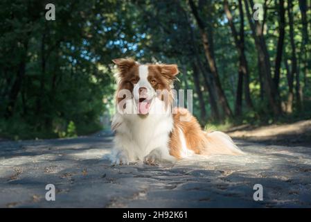 Adorabile cucciolo di Collie di confine seduto a terra. Quattro mesi di soffice cucciolo nel parco. Foto Stock