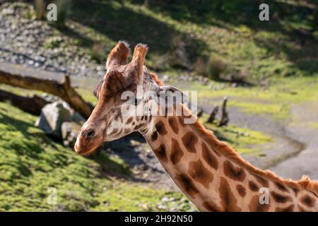 Paesaggio lato su colpo di una giraffa testa e collo al Wellington Zoo, Nuova Zelanda Foto Stock