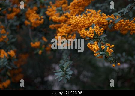 Rowanbers acido ma ricca vitamina C. Pyracantha pianta, anche conosciuta come firethorn in un giardino in una giornata di sole autunno, bello sfondo floreale all'aperto fotografato con fuoco morbido Foto Stock