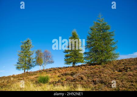 Gruppo di alberi di abete sullo skyline in brughiera in Highland Perthshire, autunno, sole luminoso, cielo blu profondo, Scozia Regno Unito Foto Stock