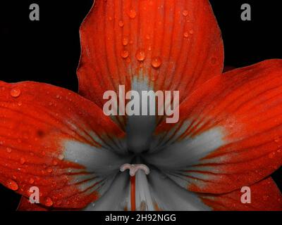 Fiore rosso Amaryllis su sfondo nero Foto Stock