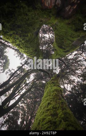 Vista sul fondo della foresta in autunno. Incredibile foresta coperta di nebbia Foto Stock