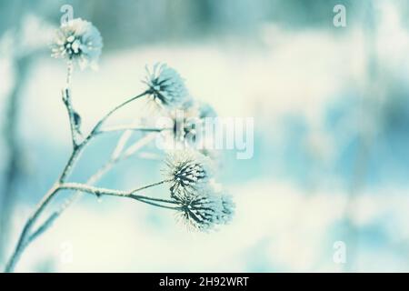 Carretti asciutti ricoperti di gelo sullo sfondo della neve blu. Lo sfondo naturale. Foto Stock