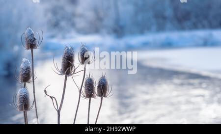 Aride neve-coperto Bush Prickly piante del Teasel contro il fiume invernale nella luce del mattino. Sfondo. Foto Stock