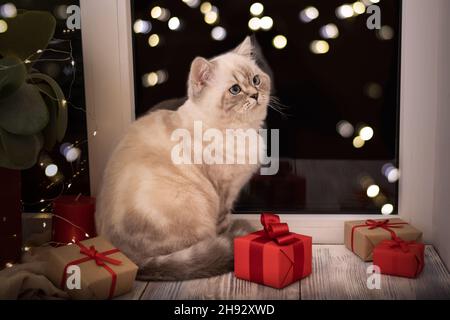 Gattino scozzese bianco, seduto su un davanzale in legno di notte con regali di Natale avvolti in carta rossa e luci bokeh. Foto Stock