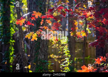 Vista sul cortile dei vivaci colori retroilluminati dell'autunno a Metro Atlanta, Georgia. (USA) Foto Stock