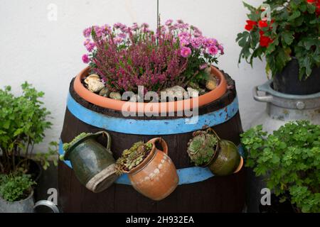 Vecchio barile di legno usato come un flowerpot. Fiori in fiore. Vintage. Dettaglio. Foto Stock