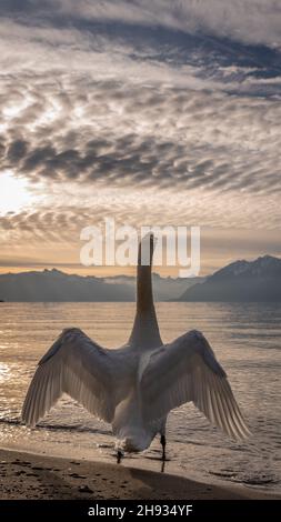 Mute Swan sulla spiaggia al tramonto. Colore Cygnus. Losanna, Svizzera. Bellezza nella natura. Foto Stock