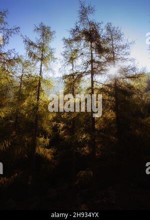 Larici in autunno sulle Alpi italiane Foto Stock