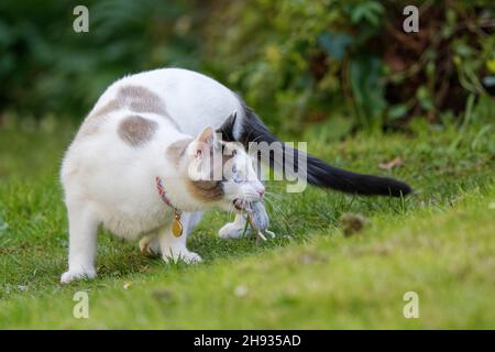 Gatto con racchette da neve (Felis catus) con mouse da campo a coda lunga (Apodemus sylvaticus) preda su un prato da giardino, Wiltshire, Regno Unito, aprile. Foto Stock