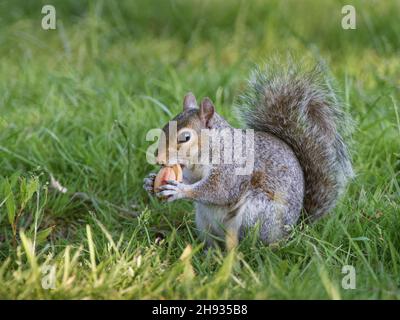 Scoiattolo grigio (Sciurus carolinensis) nibbling un acorno ha spogliato il guscio esterno da, Sussex, Regno Unito, giugno. Foto Stock