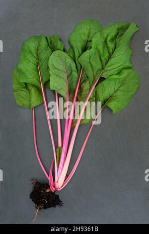 Swiss chard rosso rubino verde verde vegetale biologico con radice di terreno palla. Alimenti per la salute molto alti in vitamina A, C e K, potassio, magnesio e dietetico Foto Stock