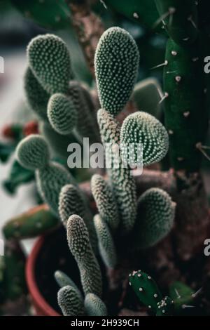 Colpo verticale di un cactus conigliato delle orecchie Foto Stock