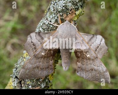 Un Hawk-Moth di Poplar (Laothoe populi) a riposo su un piccolo albero nella campagna inglese Foto Stock