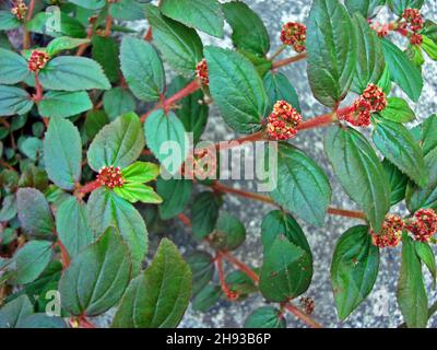 Asma-pianta (Chamaesyce hirta o Euphorbia hirta) dettaglio Foto Stock