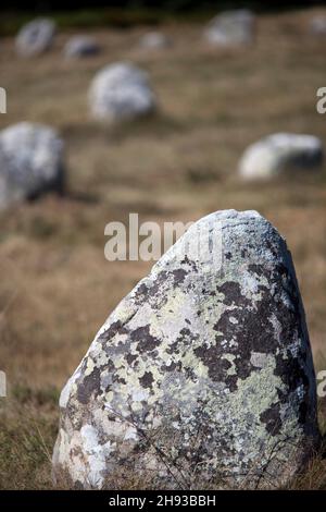 Allineamento megalitico di Menec, città di Carnac, departament del Morbihan, in Bretagna, Francia Foto Stock