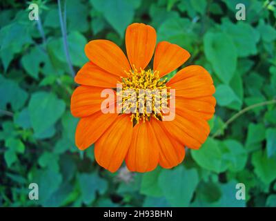 Girasole messicane (Tithonia rotundifolia) in giardino Foto Stock