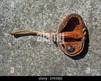 Semi di pod (Sterculia striata) sul pavimento Foto Stock