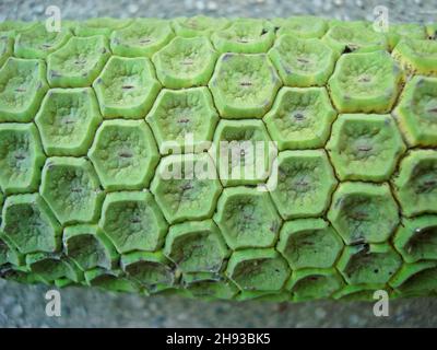 Formaggio svizzero frutta vegetale (Monstera deliciosa) Foto Stock